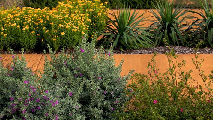 Cenizo with Yucca, Rock Rose and Mint Marigold