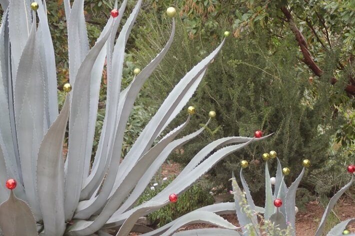 century plant, aloe plant with decorations on it | SAWS Garden Style Conservation Water Saver San Antonio Texas