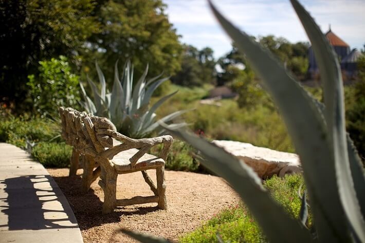 century plant, agave near wooden bench