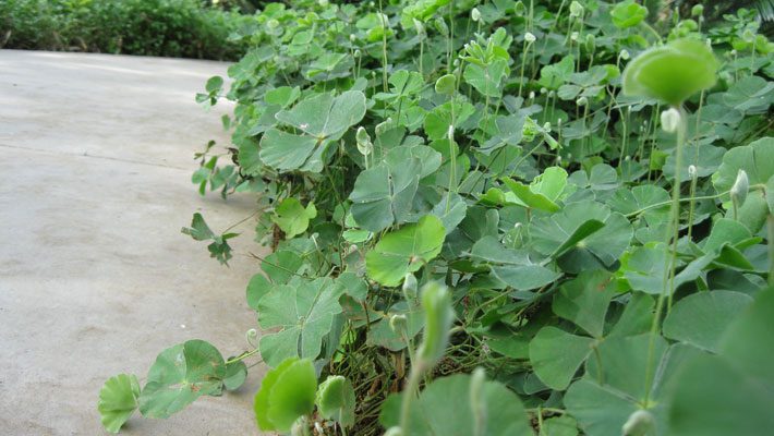 Clover Fern Border