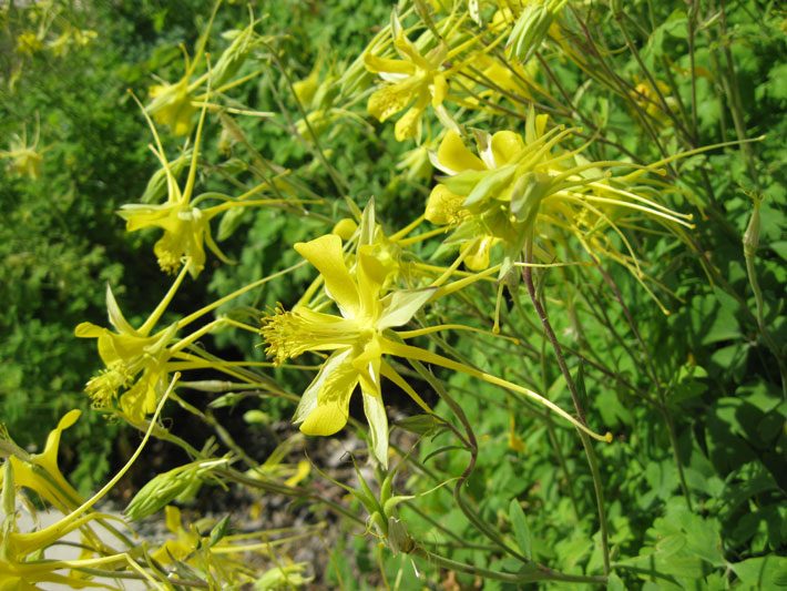 Texas Gold Columbine