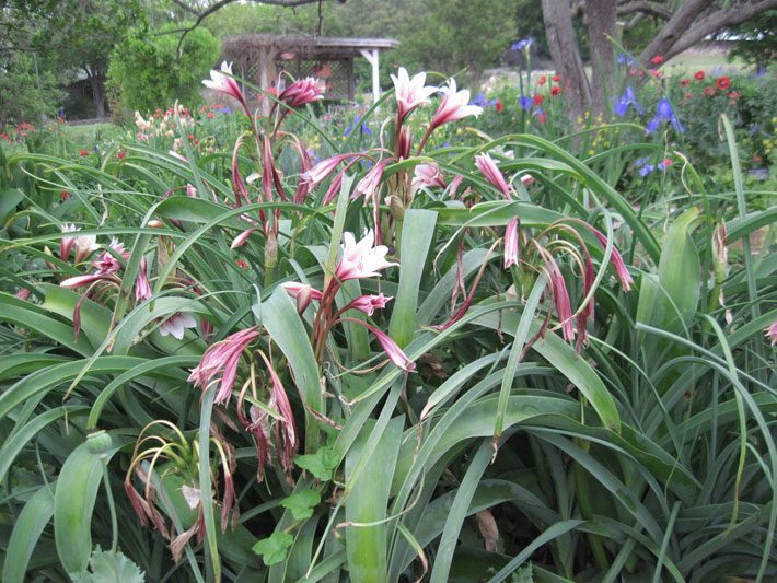 Crinium April Blooming