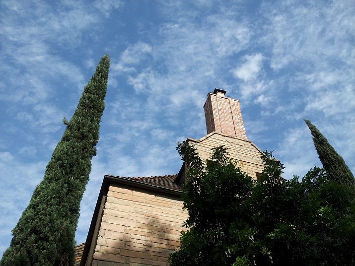 Italian Cypress