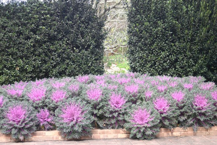 Ornamental Kale Purple