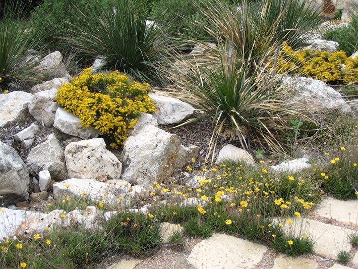 Damianita and Four Nerve Daisy in Rock Garden