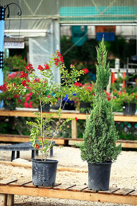 Different tree species, evergreen and floral