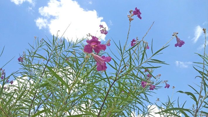 desert willow flowers