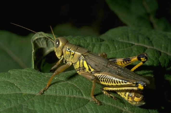 Differential Grasshopper