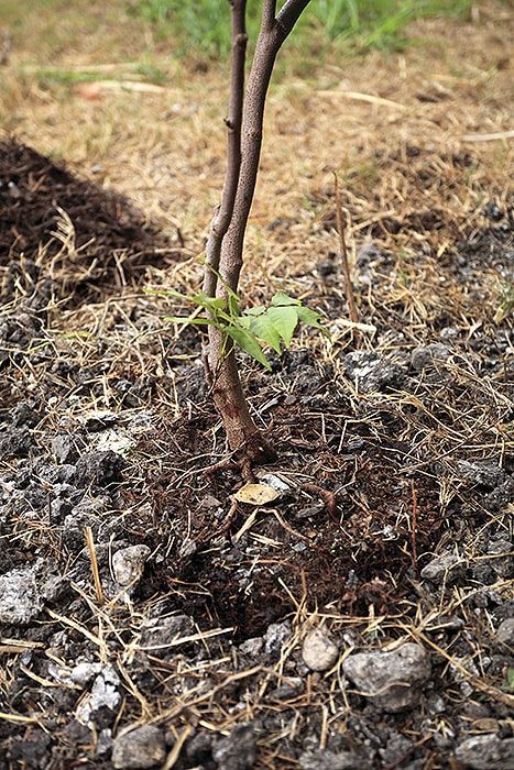 Don't Add Soil to Top of Rootball