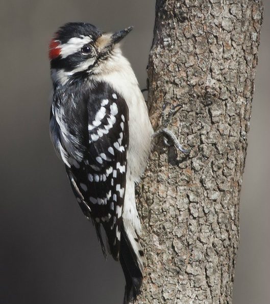 fluffy downy woodpecker charlie prince