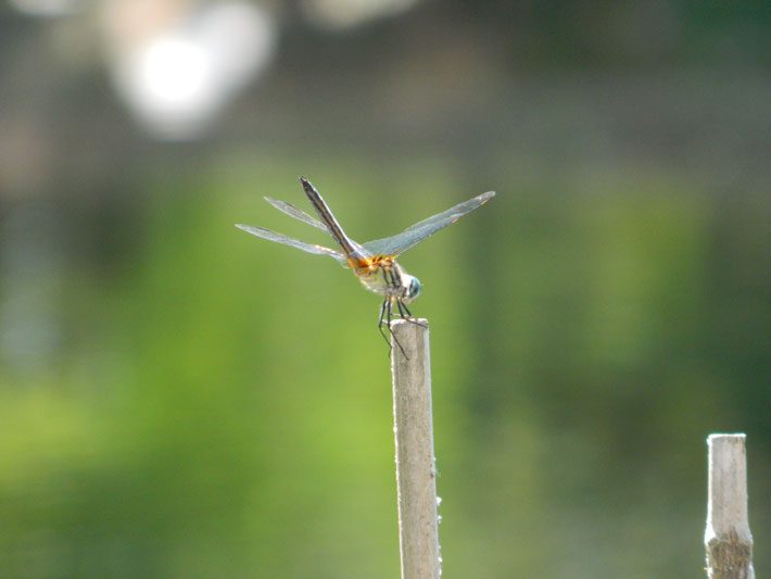 Dragonfly on stick