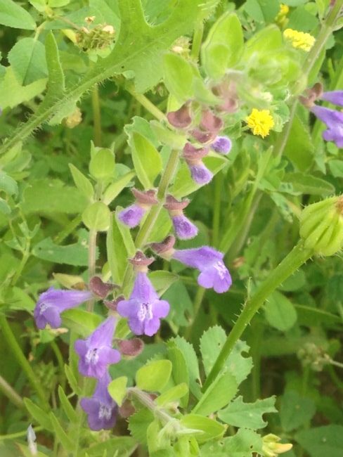 Drummond's Skullcap