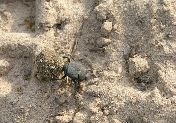 dungbeetle canthon imitator