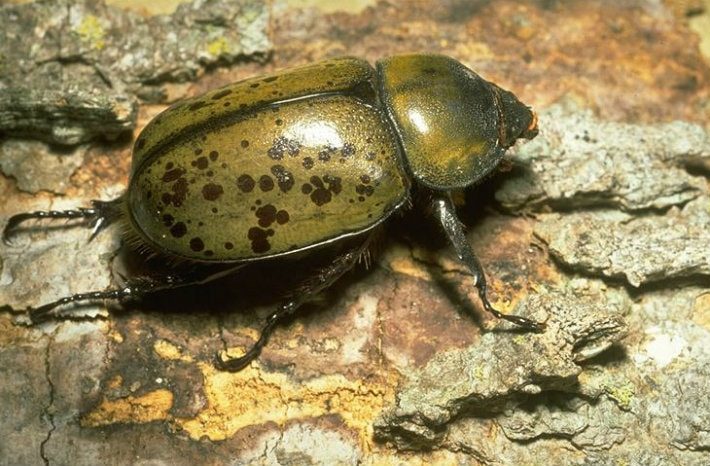 Rhinoceros Beetles