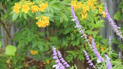 Esperanza, Blue Salvia in foreground