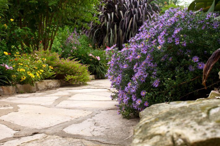 fall aster on pathway