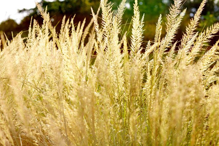 fall ornamental grass