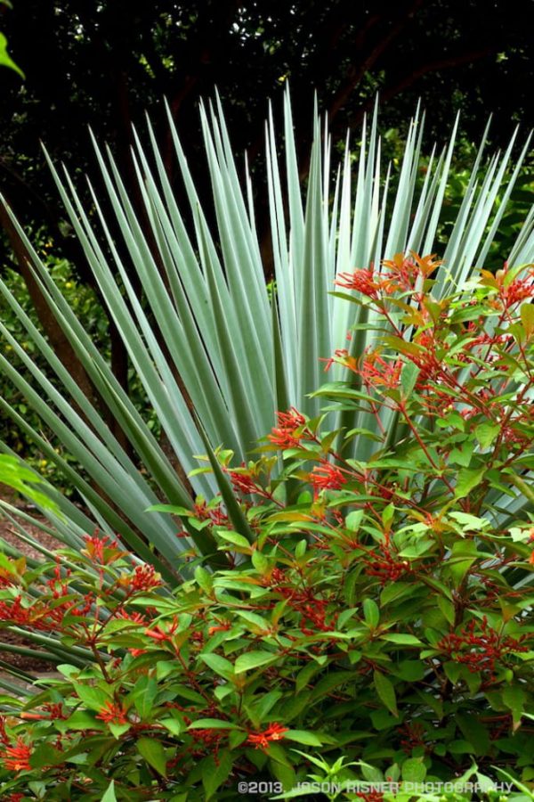 Firebush Blooming