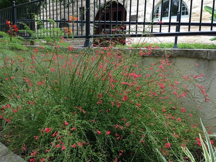 firecracker plant russelia