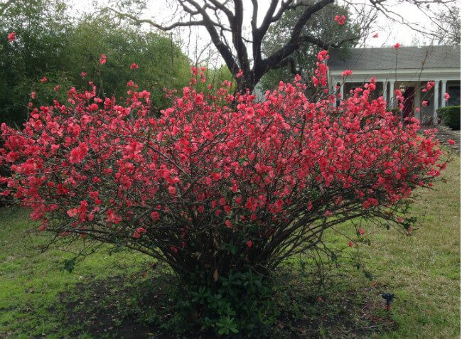 Flowering Quince