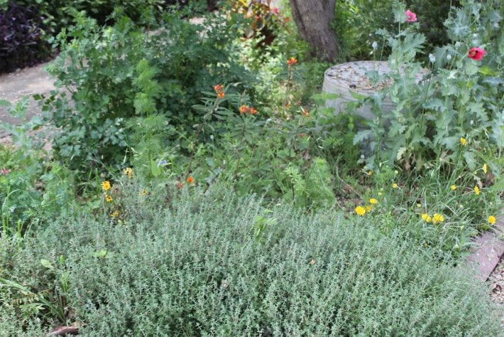 french thyme poppies tropical milkweed