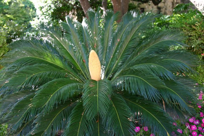 Sego Palm