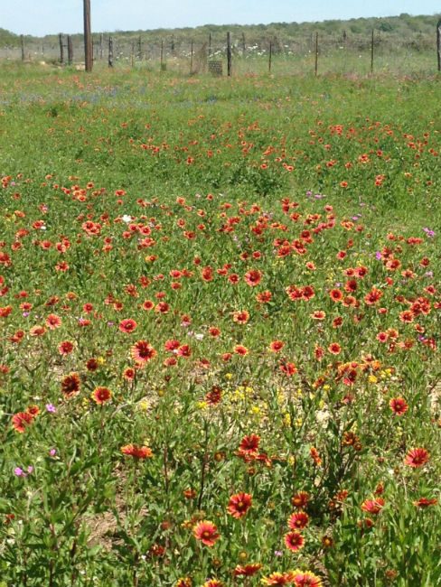 gaillardia field