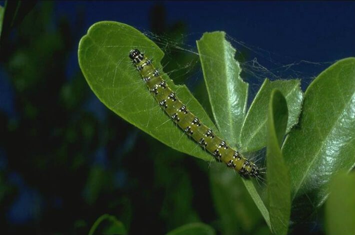Genista Caterpillar