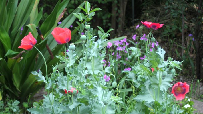 Giant Crinum and Poppies