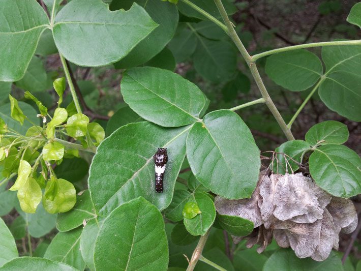 Giant Swallowtail Caterpillar