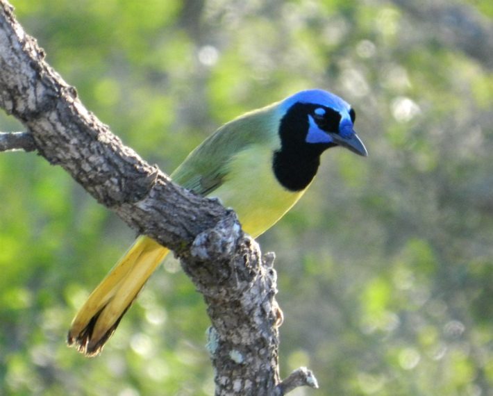 green jay sitting on branches