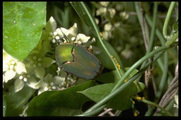 Green June Beetle