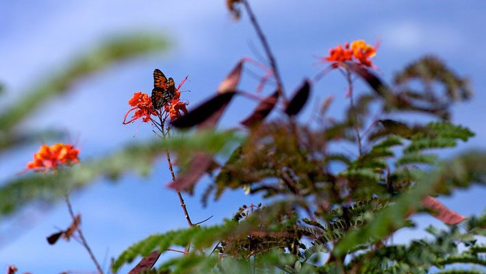 Gulf Fritillary Butterfly