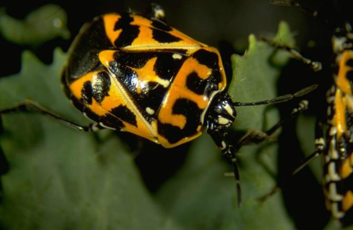 Harlequin Bug