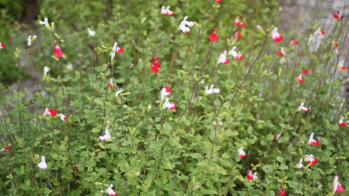 Hot Lips Salvia