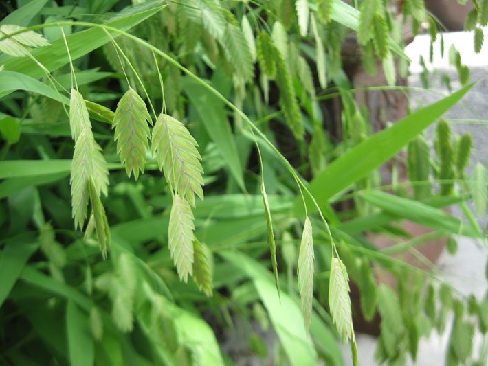 Inland Sea Oats