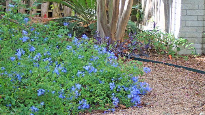 Shady Blue Plumbago