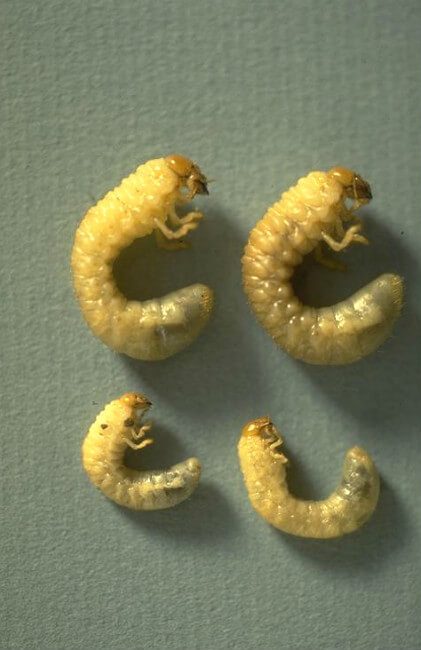 June Beetle Grubs (White Grubs)