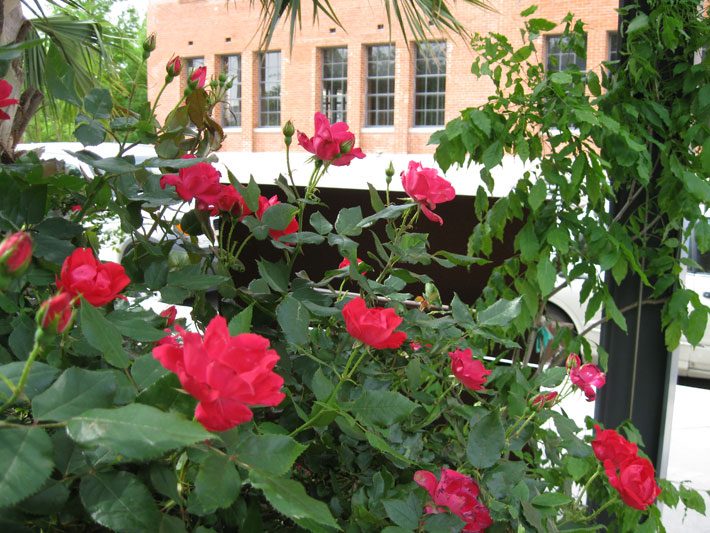 Knockout Rose Bush Blooming Red