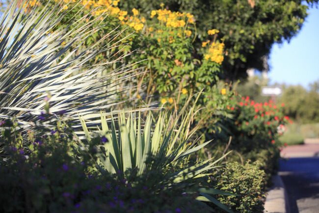 la cantera medians with plants