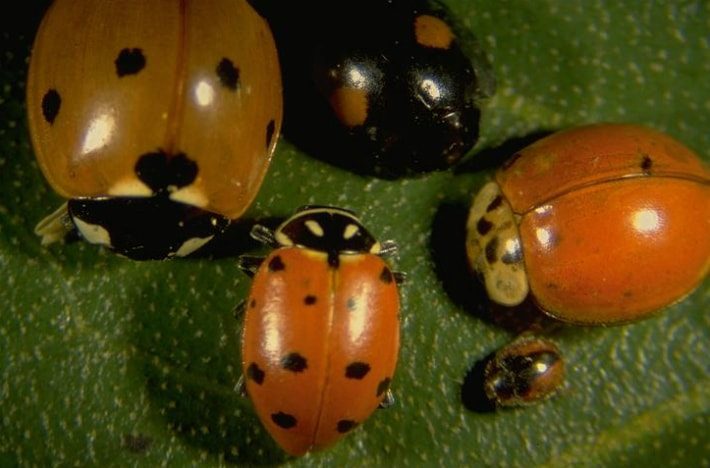 lady beetles drees