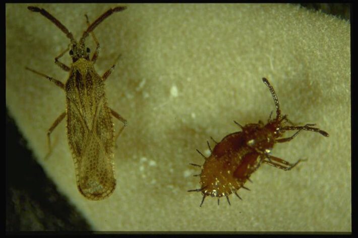 Lantana Lace Bug