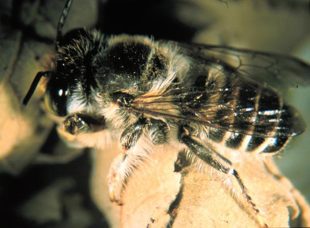 Leaf Cutter Bee