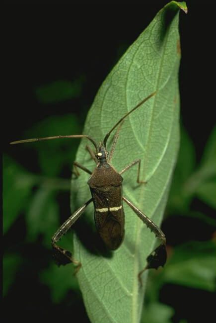 Leaf-Footed Bug