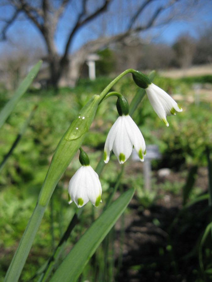 Snowflake Blooms