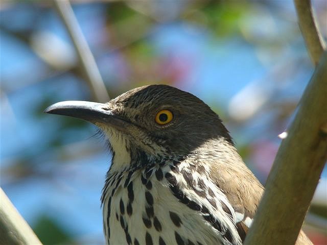 long billed thrasher detail