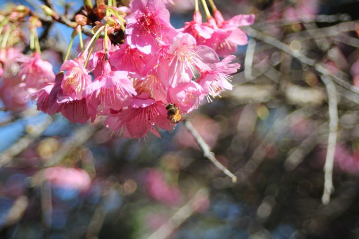 Late Winter Cherry Blossoms on Tree