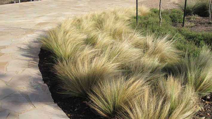 Simple and Soft grasses