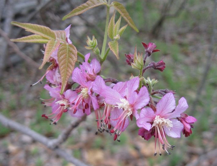 mexican buckeye blooms pink flowers