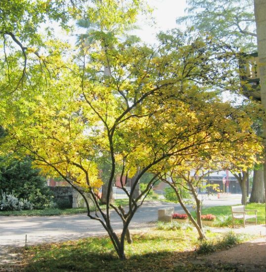 mexican buckeye fall tree